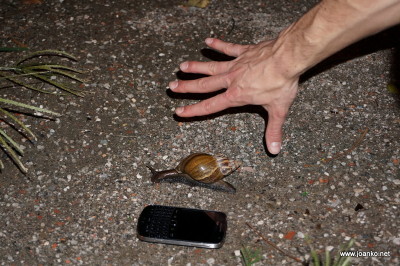 Very large snail in Tainan